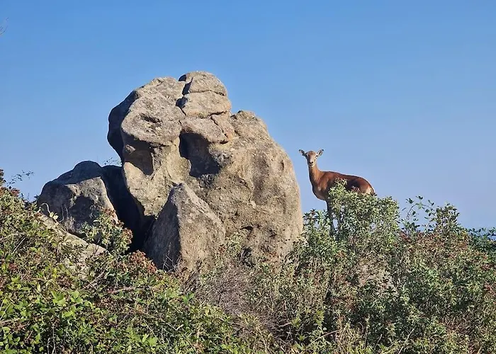 Casa Nel Bosco, Un Oasi Di Pace Vakantiehuis Seccheto