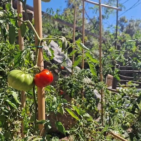 Casa Nel Bosco, Un Oasi Di Pace *